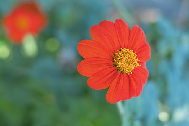 甜度超标！威尔逊谈与阿德巴约组建家庭：这一直是我的梦想